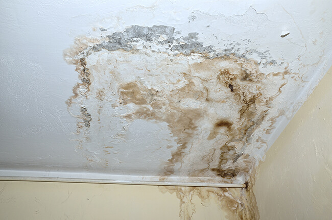 Mold in the home